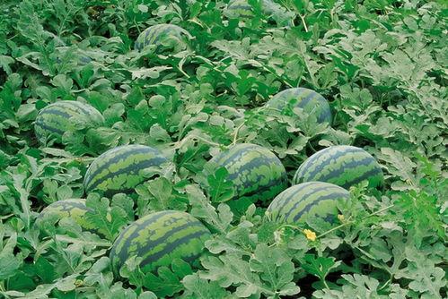 五一吃瓜网最新官方入口